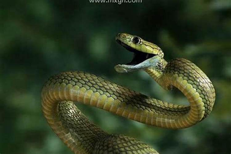 梦到蛇在胳膊上什么意思？