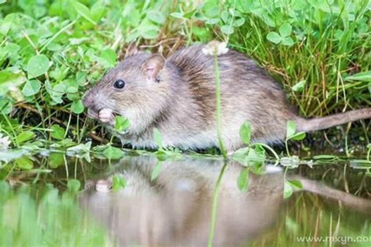 怀孕梦见老鼠代表啥？