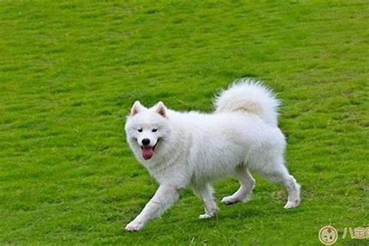 白天睡觉梦到狗是什么意思？