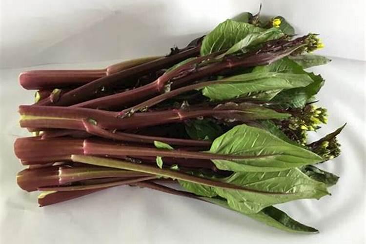 梦见好多红菜苔是什么意思？