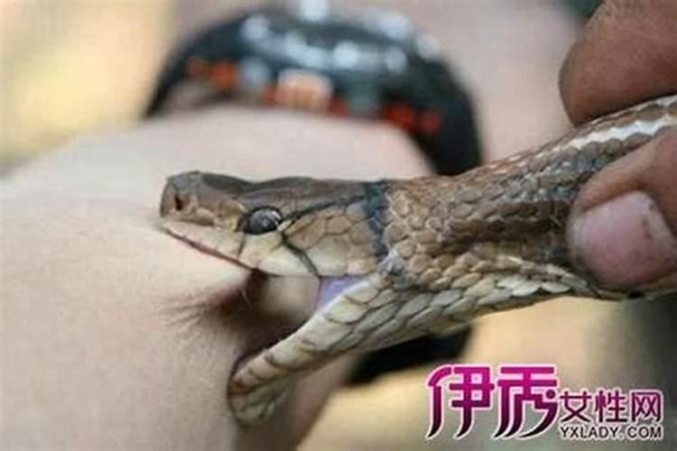 老人做梦梦到被蛇咬