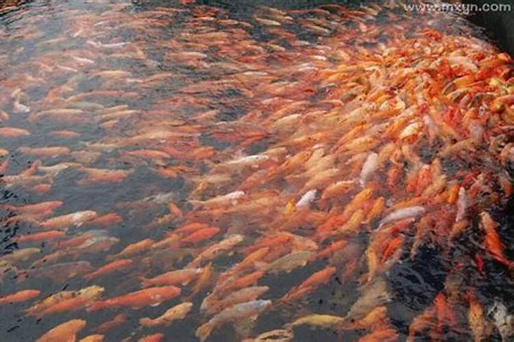 孕妇梦见鱼是什么预兆？