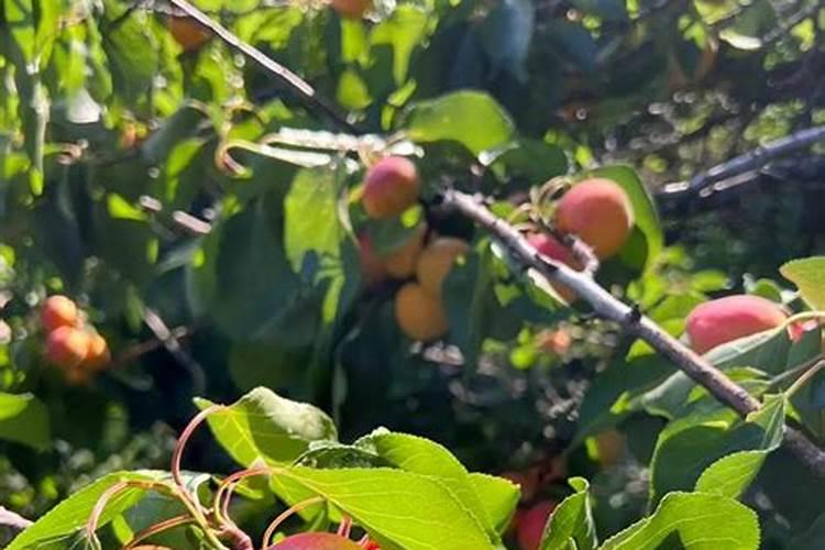 梦见成熟的杏子是什么预兆？