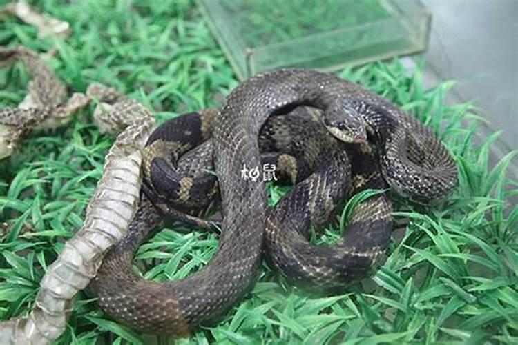 怀孕了梦到蛇是什么意思周公解梦？