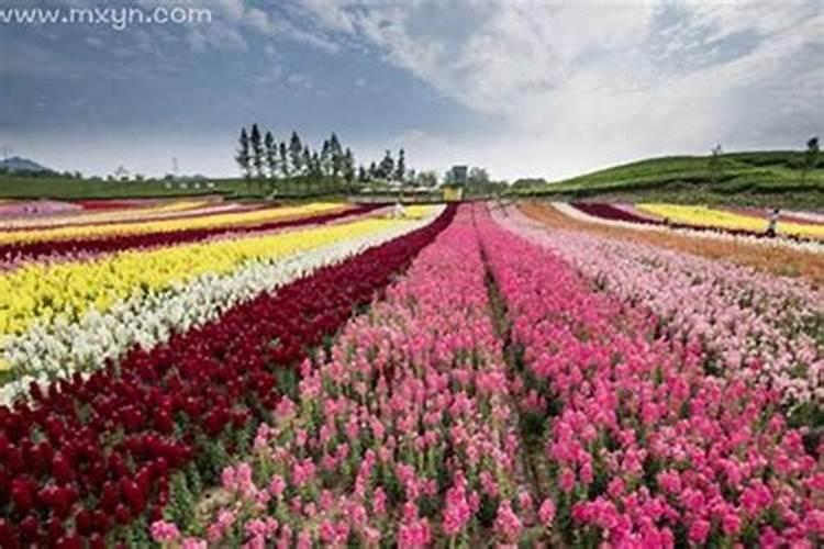 梦见花心情人是什么意思？