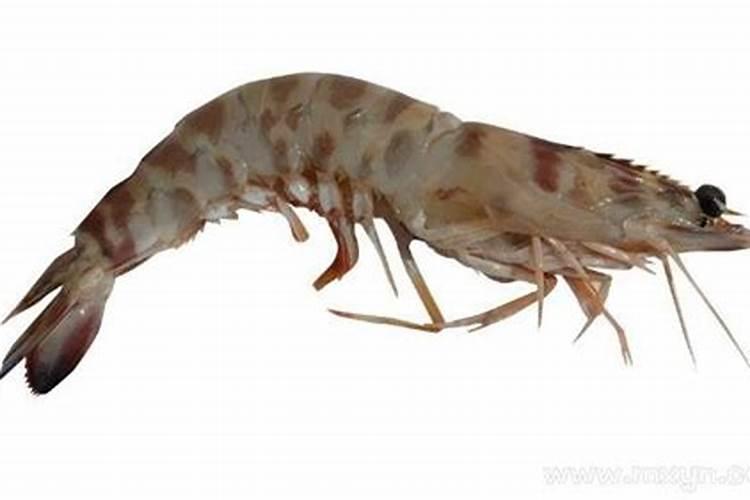 梦见虾是什么意思？