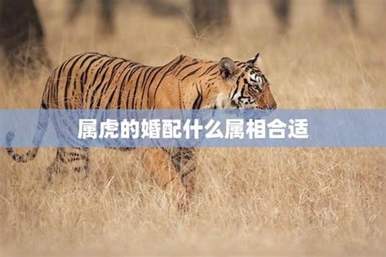 老虎的最佳婚配属相是什么？