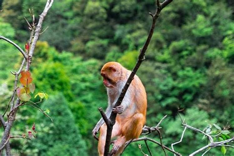 长沙市正月初二哪里可以玩？