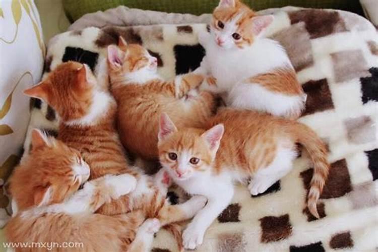 梦见猫生小猫是什么预兆周公解梦？