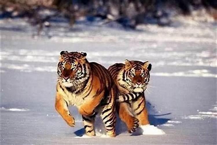 一月属虎的运程怎