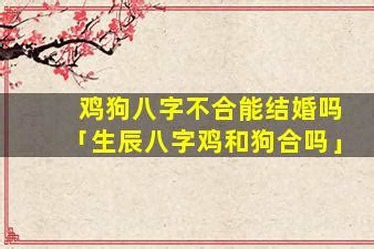 鸡狗八字不合怎么办？
