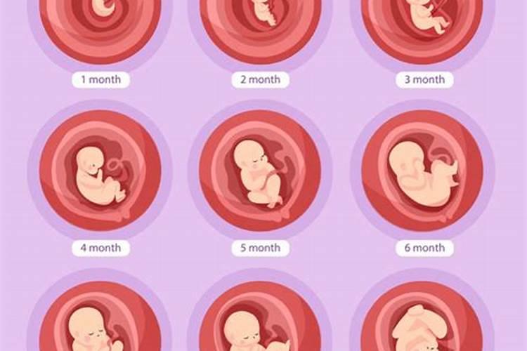 胎儿有灵性吗？