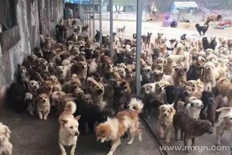 梦见很多狗是什么意思？