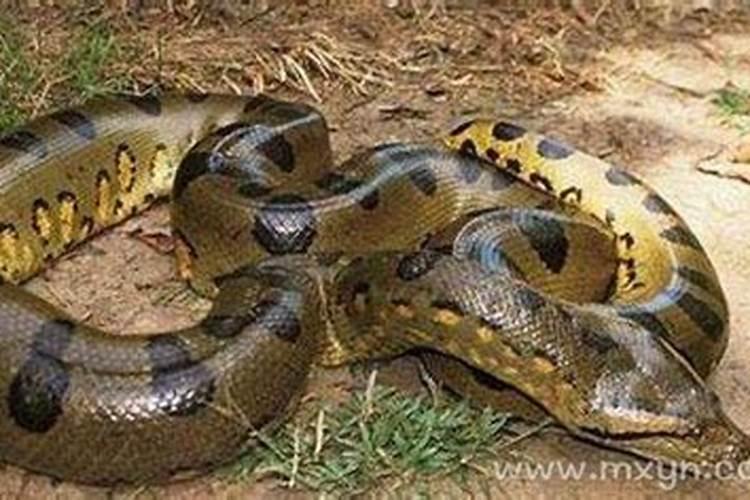 梦见大蟒蛇缠住别人