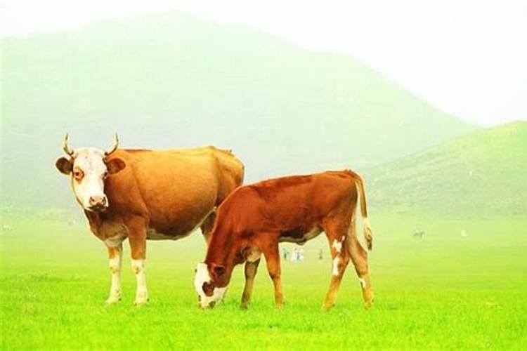 正月初二属牛的命运如何？