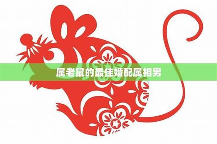 属老鼠婚配哪个属相最好？