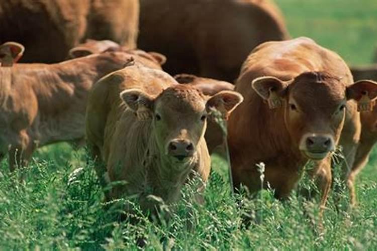 梦到黄牛预示着什么？