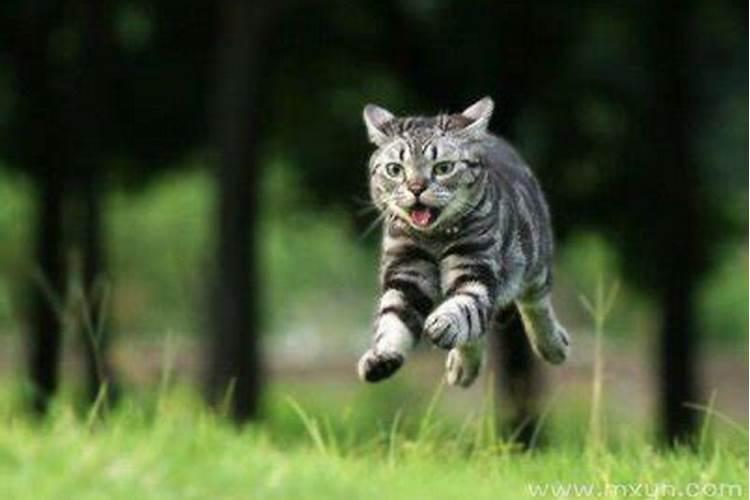 梦见猫扑到身上是什么意思？