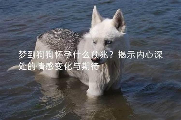 梦到狗狗什么预兆怀孕？