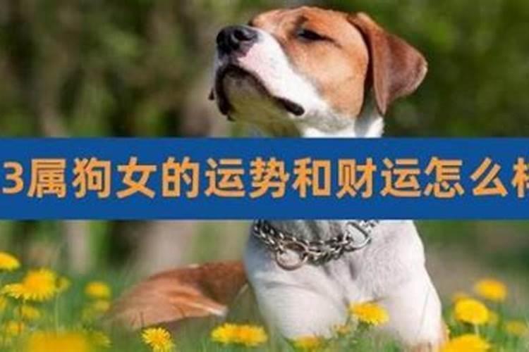 2026年9月属狗运程如何？