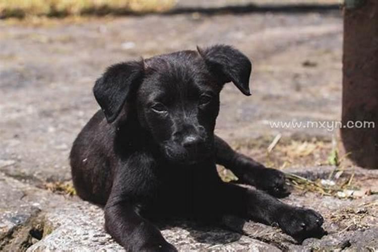 梦见黑色的狗是什么征兆什么意思？