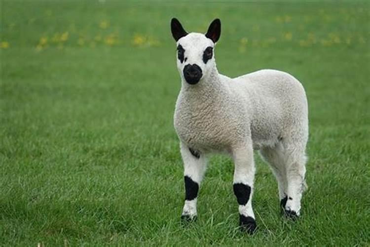 属羊的防小人佩戴什么最好？