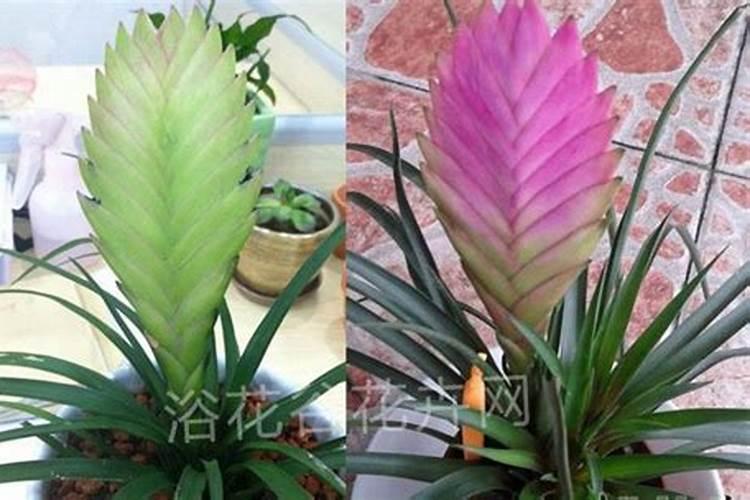 太岁变绿了是怎回事