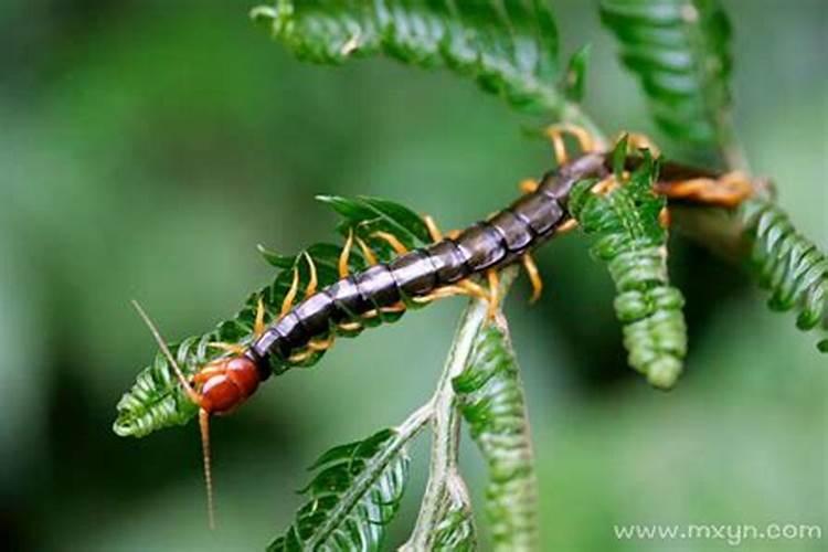 梦见成千上万的小虫子