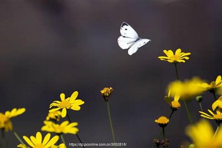 梦见漂亮的蝴蝶飞在家里