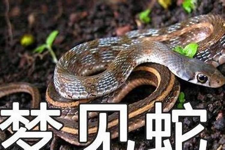 梦见蛇什么预兆好不好？