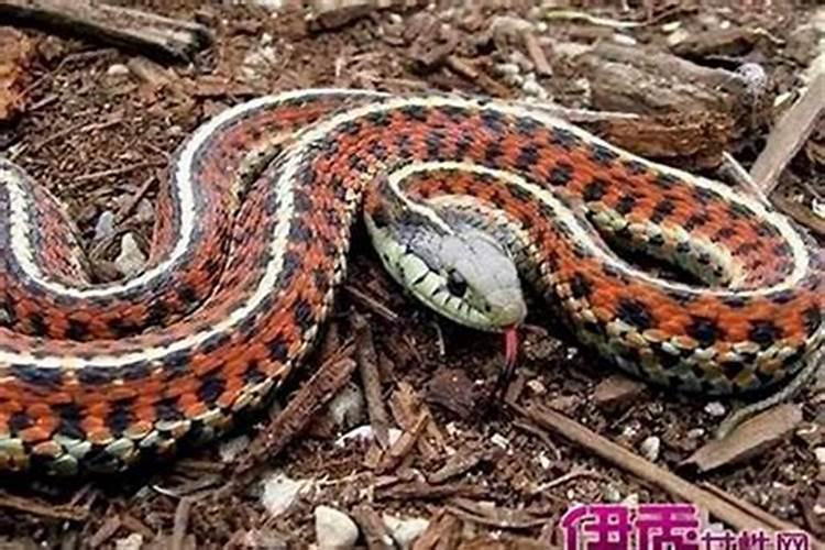 梦见蛇缠身怎么回事？