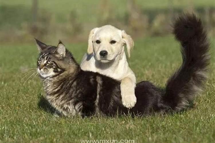 梦见家里生了很多小狗小猫？