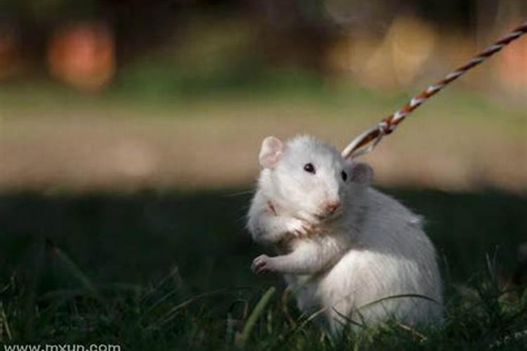 梦见很多老鼠是什么征兆周公？