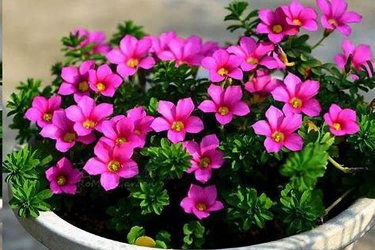 防小人花有哪几种？