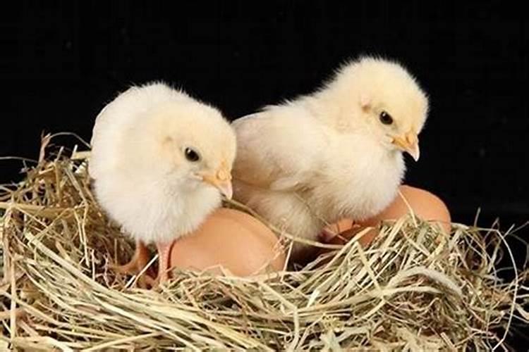 农历11月出生的鸡宝宝运势如何？