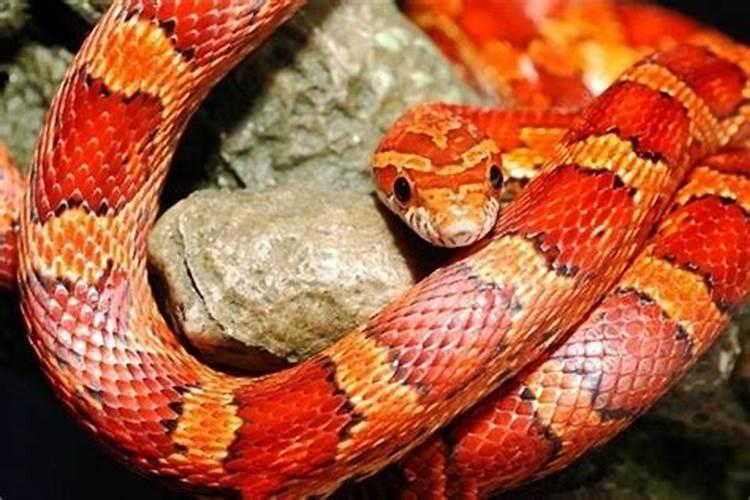 梦到红色的蛇是什么生肖？