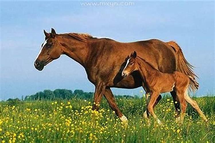 怀孕梦到马是什么意思？