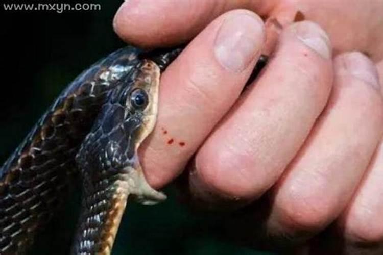 梦见家人被蛇咬然后被其他蛇追咬