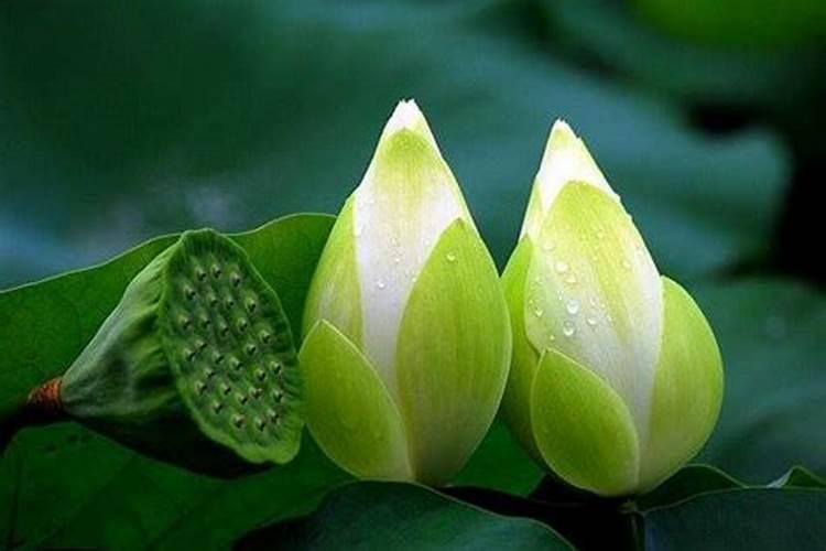 堕胎婴灵缠身的表现