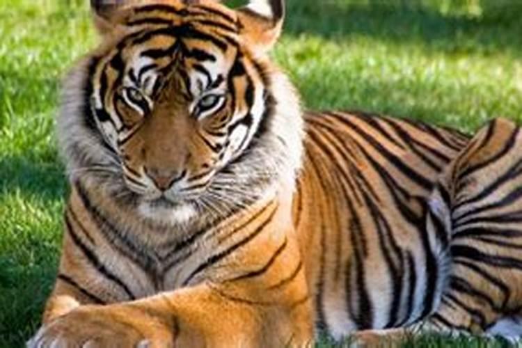 属虎正月初二出生的命运