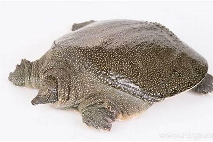 梦到鳖是什么意思？