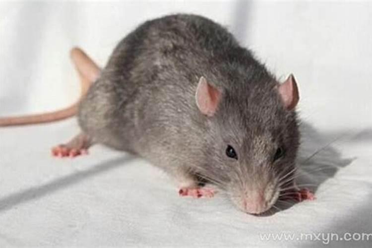 梦见大老鼠是什么预兆？