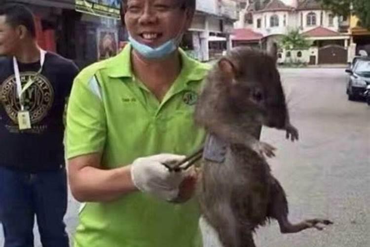 梦到大老鼠特别大男生