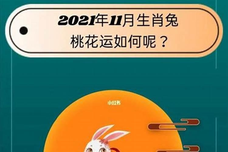 生肖兔在2026年的运程怎么样？