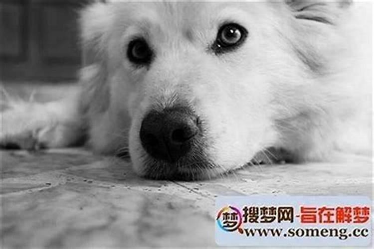 梦见狗丢了一直在找狗