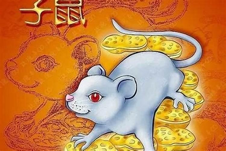 属鼠人今年学业运程