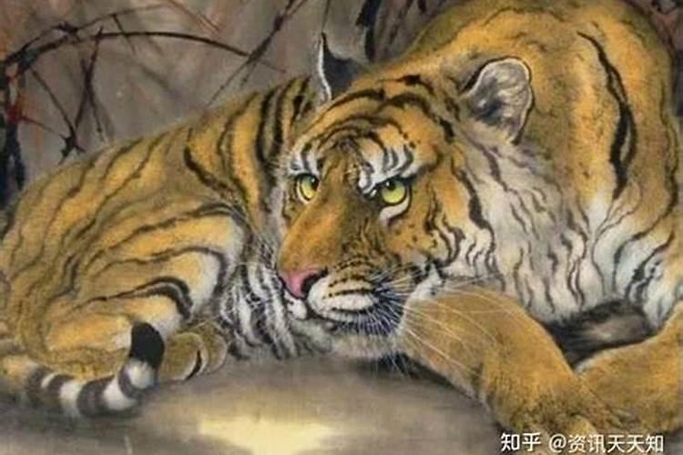 属虎2026年运势及运程详解