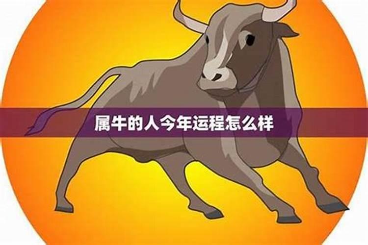 属牛今年个月运程