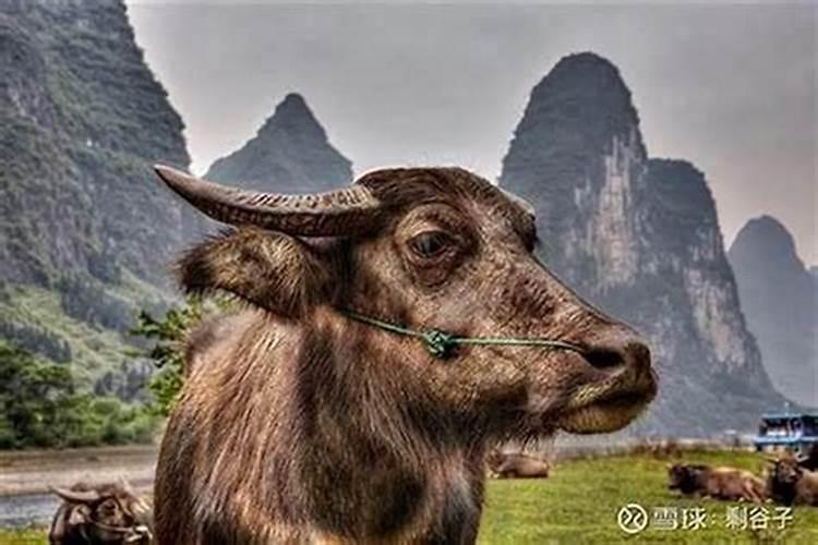 梦见牵着一头大水牛上山