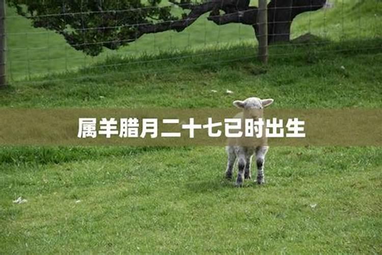 腊月里出生的羊好吗？